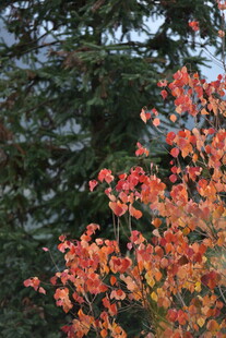 秋日红枫与苍松相映