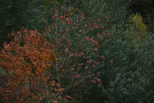 秋日多彩树木景观