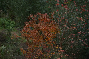 秋日红叶灌木景致