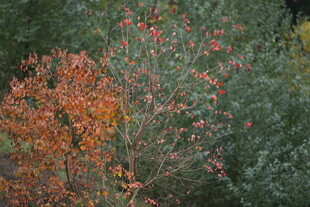 秋日多彩树木景观