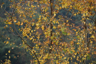 秋日金黄树叶景致