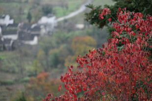 山间红果与远村美景