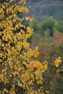 秋日金黄树叶景致