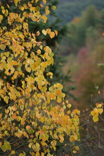 秋日金黄树叶特写