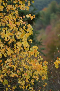 秋日枝头的绚烂黄叶
