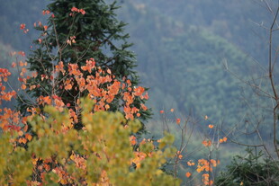 秋日山林斑斓景致