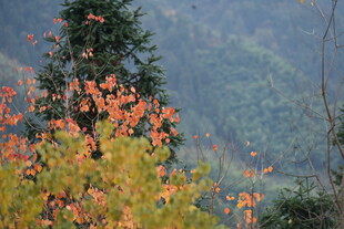 秋日山林斑斓景致