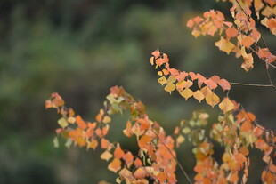 秋日枝头斑斓红叶