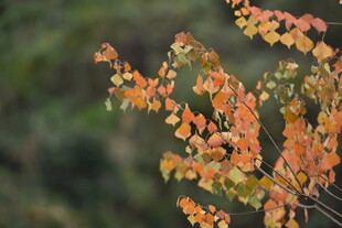 秋日枝头斑斓树叶