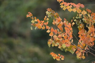 橙黄秋叶枝头展风姿