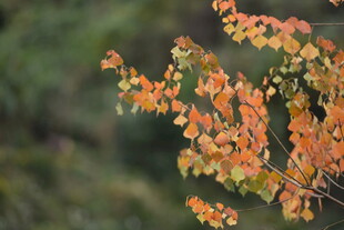 秋日橙黄树叶特写