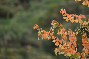 秋日枝头斑斓树叶