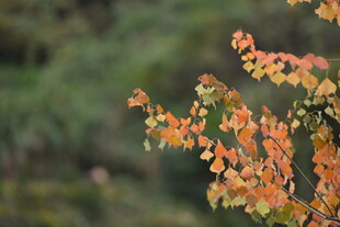 秋日枝头斑斓树叶