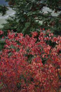 艳丽红叶植物景观