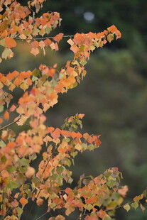 秋日橙黄树叶特写