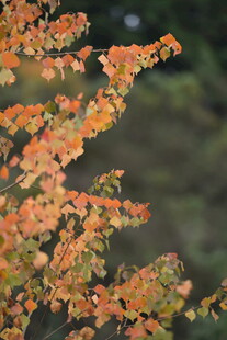 秋日橙红树叶特写