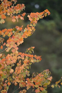 秋日枝头斑斓树叶