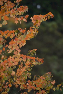秋日橙红树叶特写