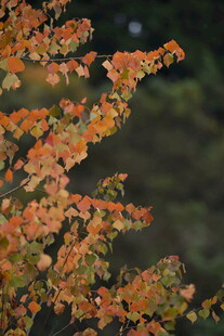 秋日枝头斑斓树叶