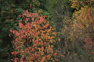 秋日山林中的绚烂红叶