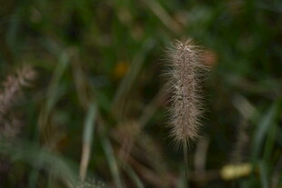 一株毛茸茸的狗尾巴草