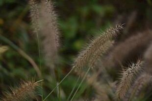 风中摇曳的狗尾草