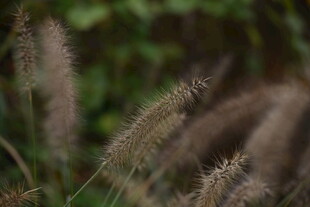风中摇曳的狗尾草