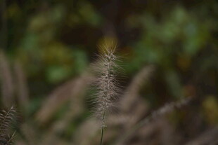 风中摇曳的狗尾草