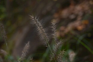 纤细狗尾草特写
