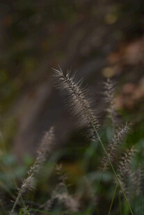 野外狗尾草特写