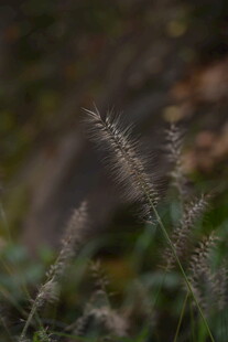 野外蓬松的狗尾草