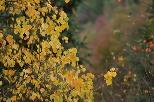 秋日金黄树叶景致