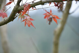 枝头红枫叶 尽显自然美