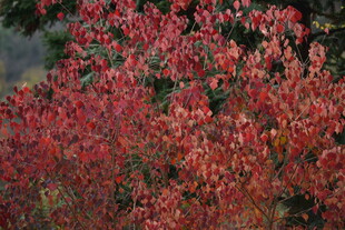 火红秋叶 尽显自然之美