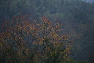 山林间的斑斓秋色