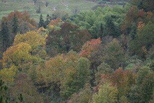 秋日山林斑斓景致