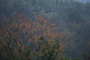 山林间色彩斑斓的树木
