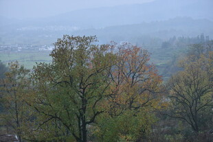 雾中多彩树林景观