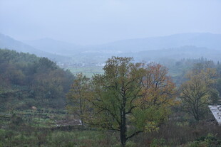 山间秋景 独树点缀自然