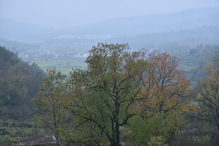 雾中多彩山林景色