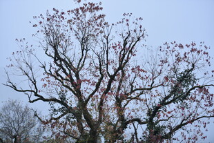 枝头绽红的光秃树木