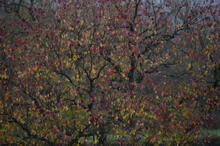 秋日斑斓的果树景观