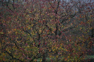 秋日斑斓树林景观