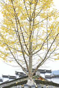 金黄银杏树立于古朴建筑前