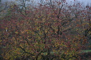 秋日斑斓果树景观