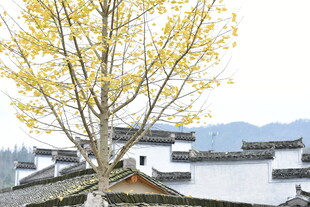 徽派古村旁的金黄树木