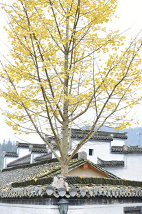 古树下的中式庭院景致