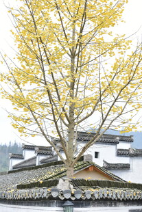 古银杏树下的中式建筑风光