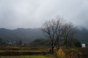 雾中乡村田野景致