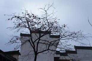 白墙枯树 中式建筑景致